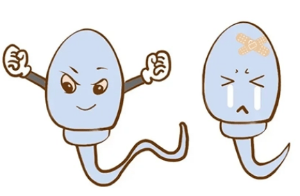 如何提升精子质量