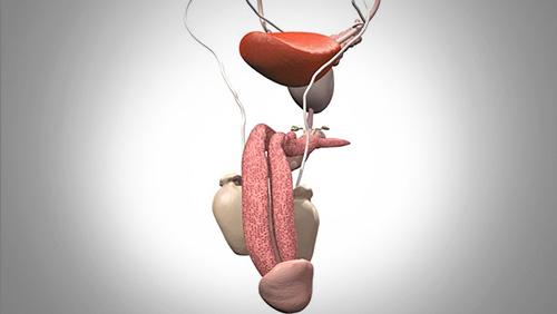 前列腺术后还能勃起吗？
